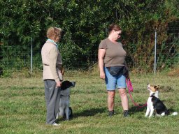 Cani-Copains
