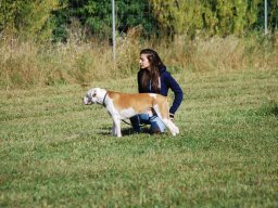 Cani-Copains