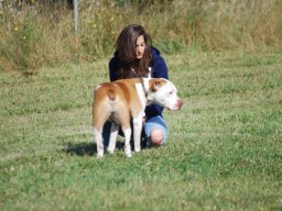 Cani-Copains