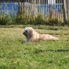 Cani-Copains
