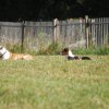 Cani-Copains