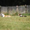 Cani-Copains