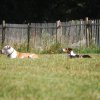 Cani-Copains