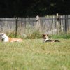 Cani-Copains