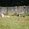 Cani-Copains