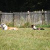 Cani-Copains