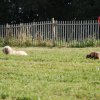 Cani-Copains