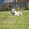 Cani-Copains