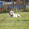 Cani-Copains