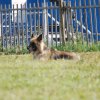Cani-Copains