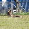 Cani-Copains