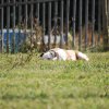 Cani-Copains