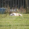 Cani-Copains