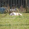 Cani-Copains