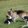 Cani-Copains