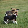 Cani-Copains