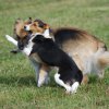 Cani-Copains
