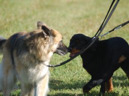 Cani-Copains