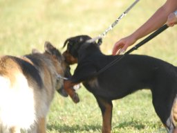 Cani-Copains
